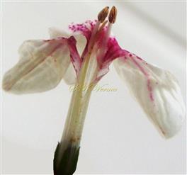  Flower (Corolla cut open) showing Stamens and Pistil